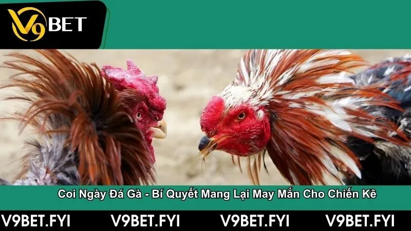 Coi ngày đá gà - Bí quyết mang lại may mắn cho sư kê