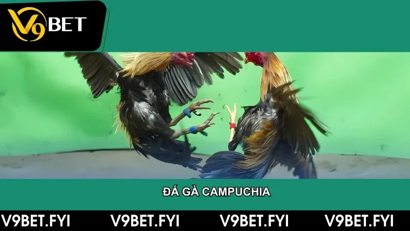 Mẹo chơi đá gà campuchia cực hay và cửa cược hấp dẫn